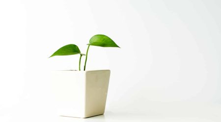 green plant in white pot